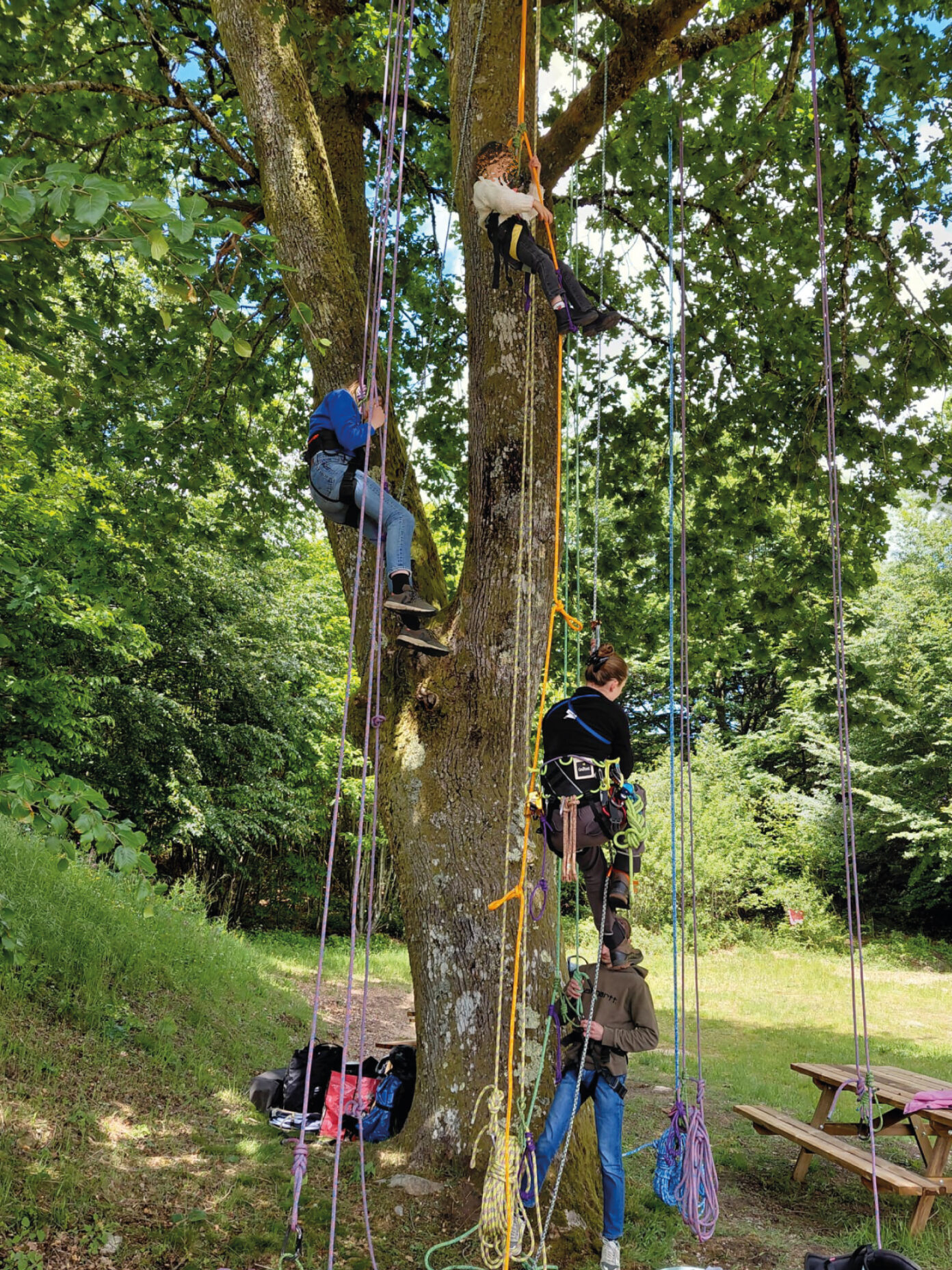 Grimpe d’arbres Nedde