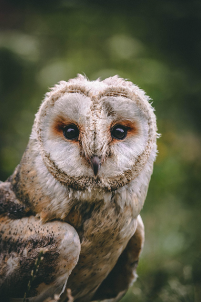 Hibou-Rando au profit du Téléthon Argentat-sur-Dordogne