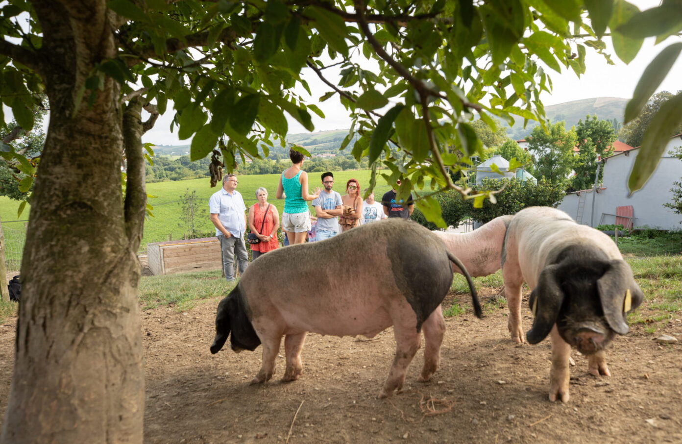 Ici, nos savoir-faire Visite Ferme Agerria Saint-Martin-d’Arberoue