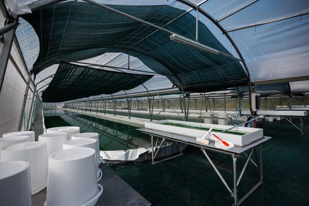 Ici, nos savoir-faire Visite Spir’up Spiruline des Pyrénées Buros