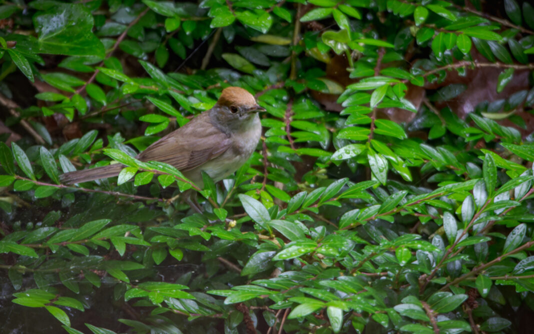 Initiation à la reconnaissance des chants d’oiseaux – niveau avancé Maison Paris Nature Paris