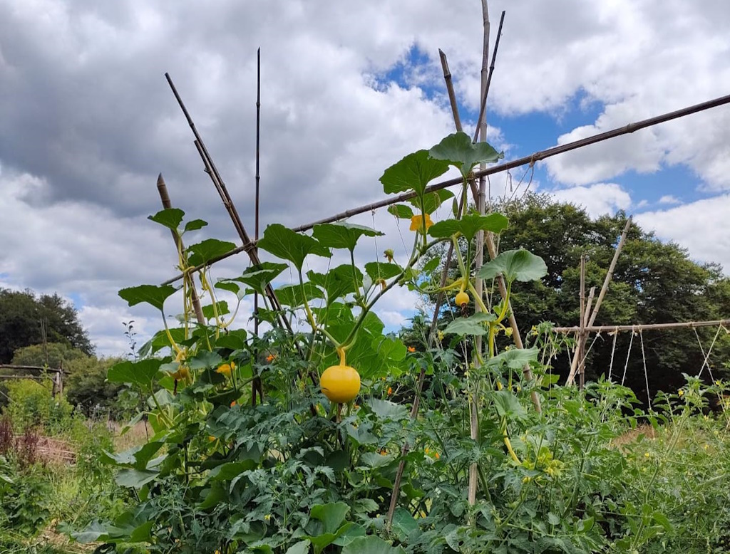 Initiez-vous à la permaculture à Saint-Laurent-les-Eglises Mai Forêt Jardin du Petit Chavanat Saint-Laurent-les-Églises