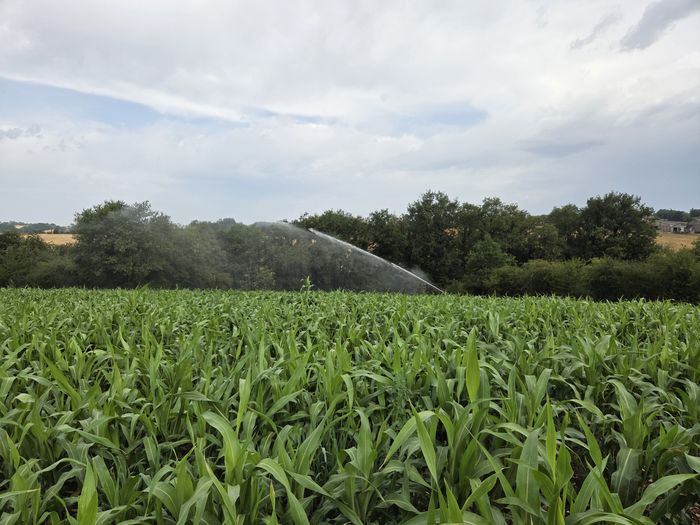 INNOV'ACTION : Sorgho ensilage