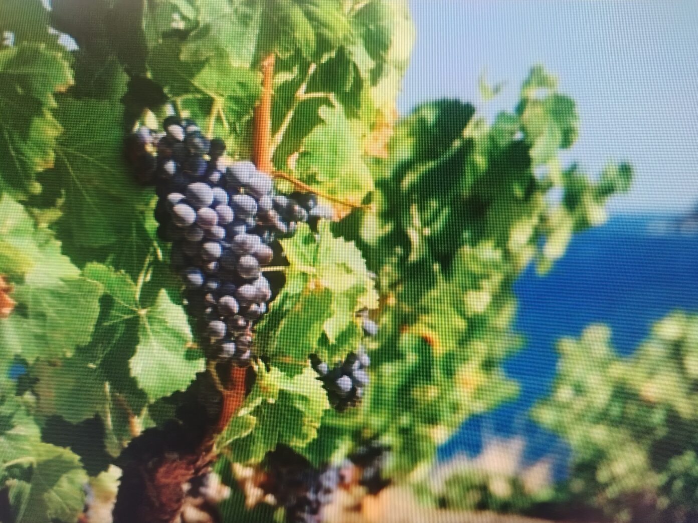 INSTANT VIGNERON AVEC DÉGUSTATION LES CAVES DU ROUSSILLON Port-Vendres