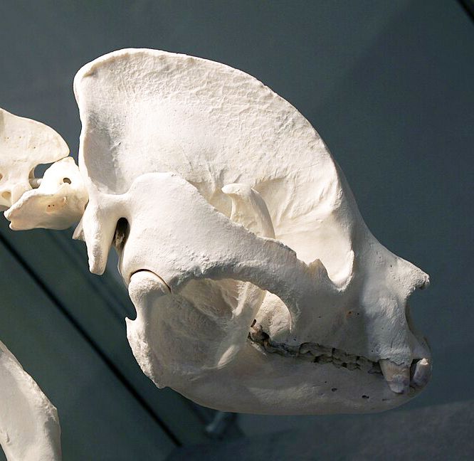Jeu de piste : enrichissez les collections du muséum, Muséum Victor Brun, Montauban