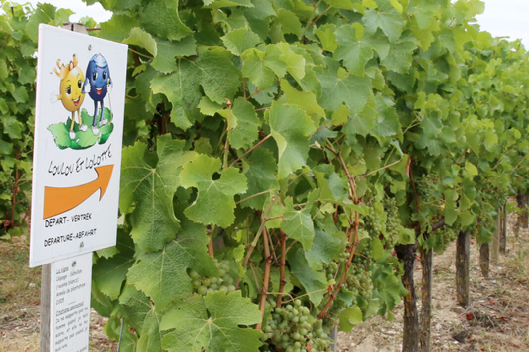 Jeu pour enfants Loulou & Lolotte | Château du Haut Pezaud Château du Haut Pezaud Monbazillac