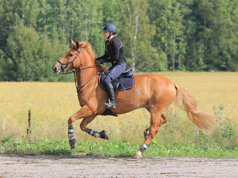 Journée du cheval Cernay