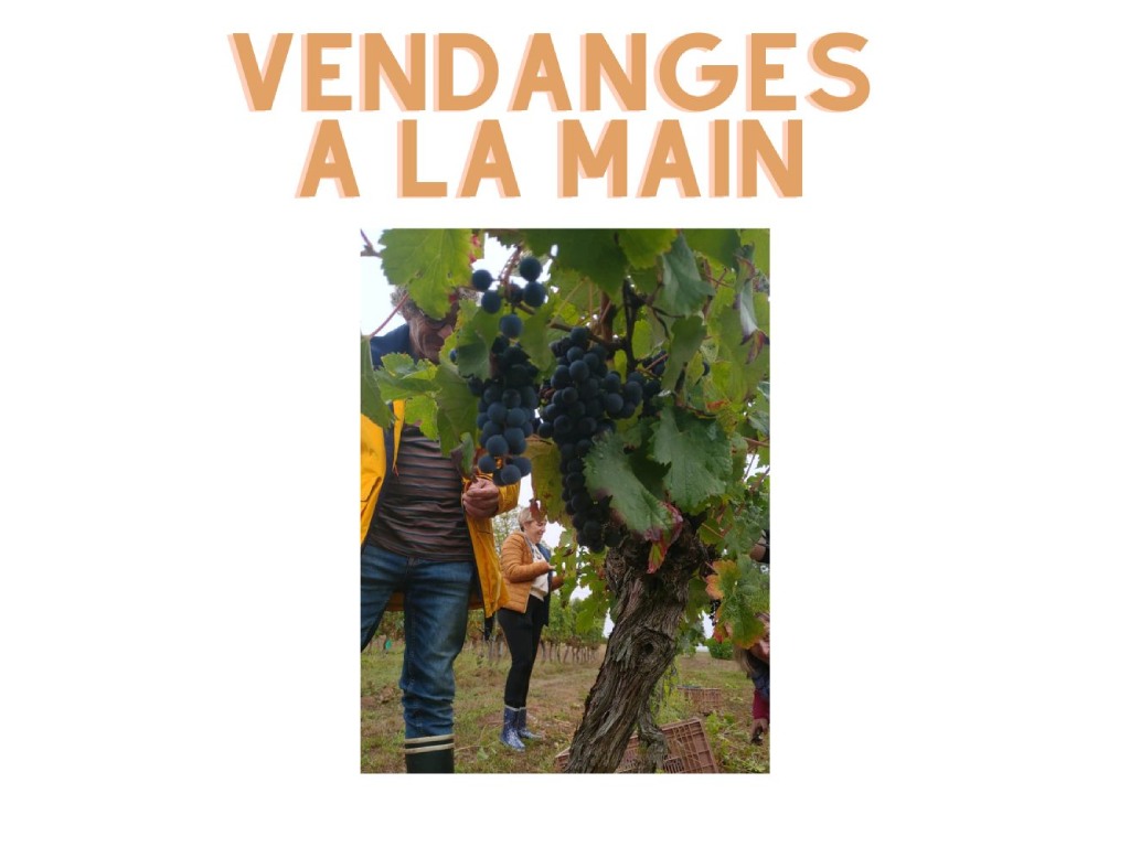 Journée vendange au Château Haut-Pradot Château Haut-Pradot Morizès