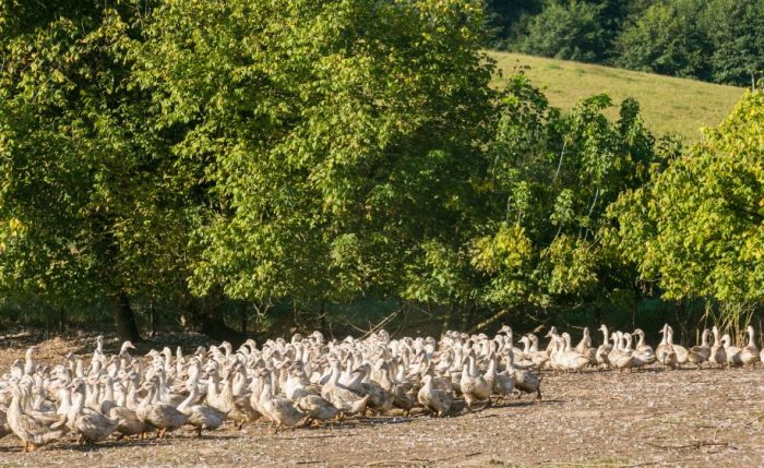 Journées du patrimoine et foie gras portes ouvertes à la Ferme des Roucel Glanges