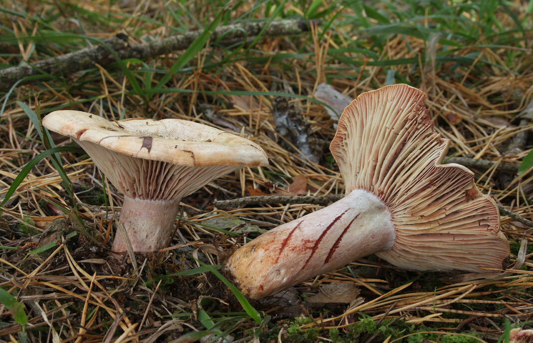Journées Eupéennes du Patrimoine Sortie champignons Navarrenx