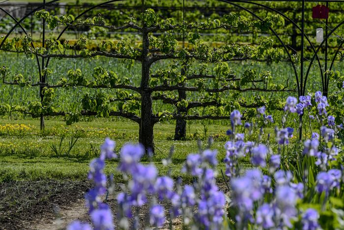 Journées européennes du Patrimoine 2026 et Journées mondiales de l’art de l’espalier, Le Potager du Roi, Versailles