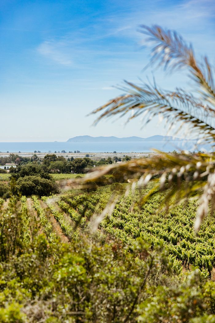 Journées Européennes du Patrimoine à Château Galoupet : rencontre unique entre nature, vignes et savoir-faire, Château Galoupet (Route Nationale 98), La Londe-les-Maures
