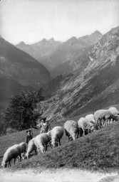 JOURNÉES EUROPÉENNES DU PATRIMOINE MÉMOIRES DE TRANSHUMANCE PROJECTION COMMENTÉE Espace Jean Pégot Saint-Gaudens