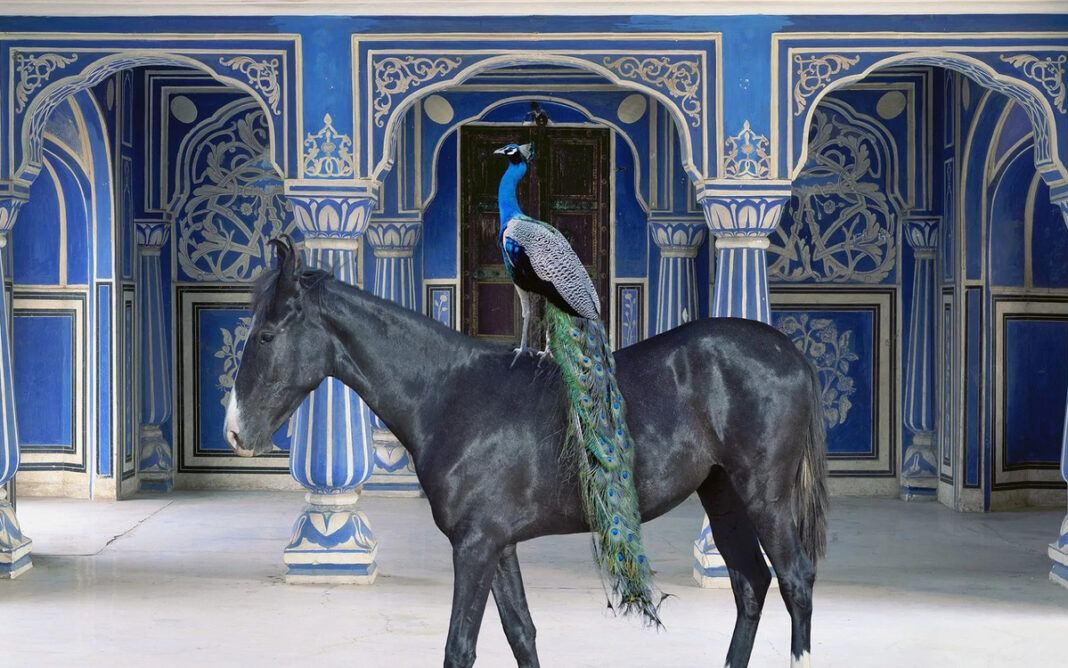 Karen Knorr au musée Delacroix Musée national Eugène Delacroix Paris
