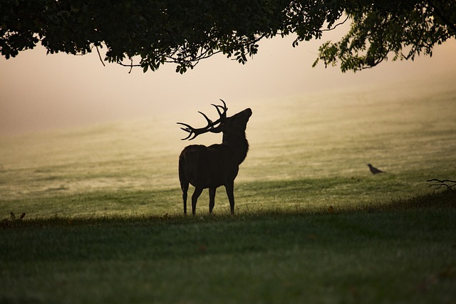 La Chasse, un atout majeur de la ruralité  La Roche-Chalais