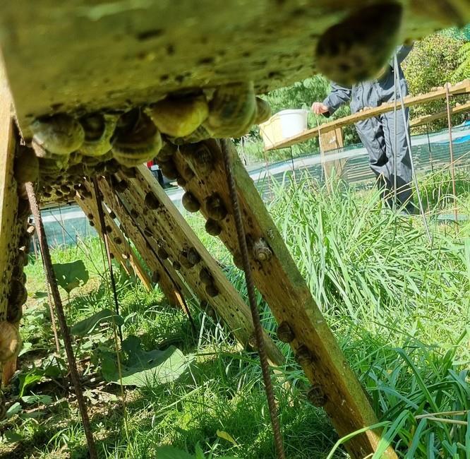 La Cour d&rsquo;Escargots découvrez l&rsquo;envers de la Coquille !  Handschuheim