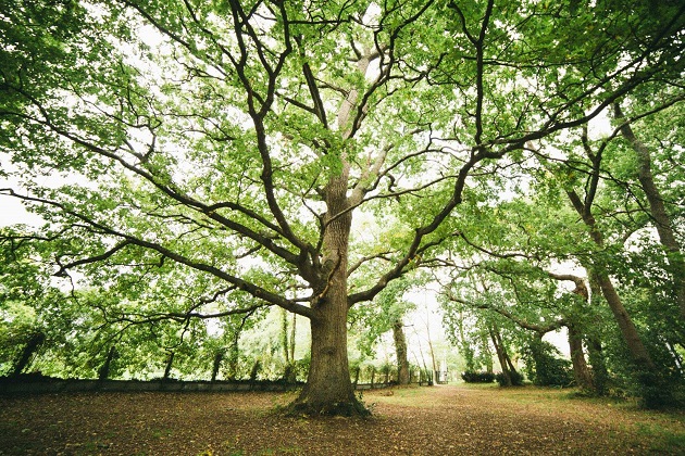 La forêt en tous sens Port Ostréicole Arès