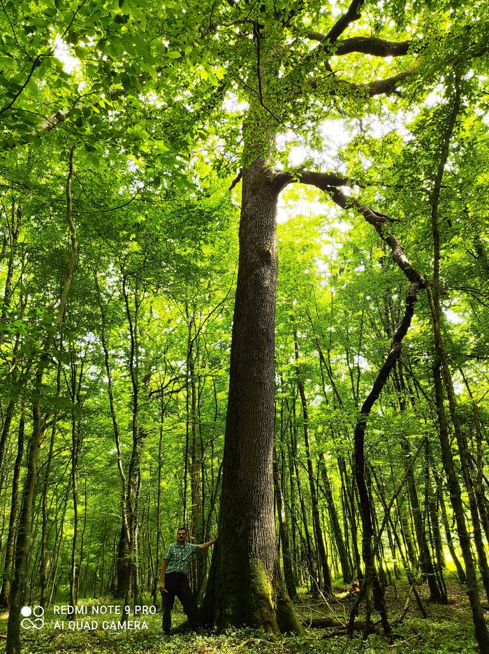 La forêt, gestion, évolution et préservation., Salle des fêtes de Turny, Turny