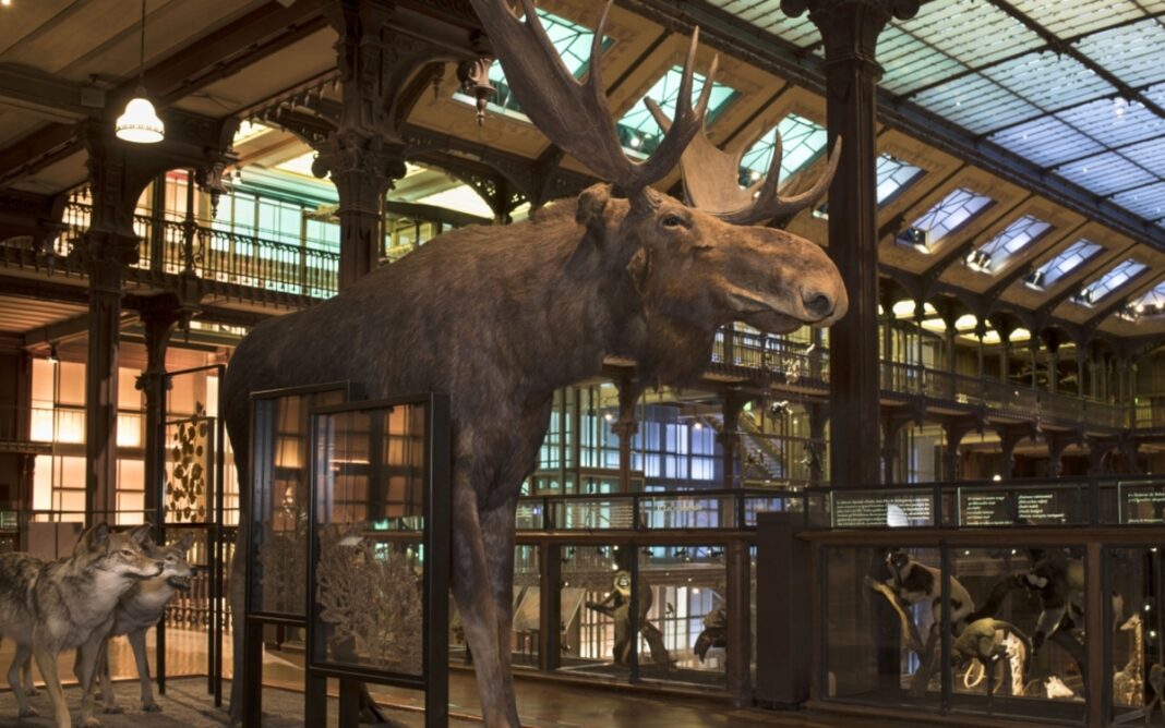 La Nuit européenne des musées à la Grande galerie de l’évolution Grande galerie de l’évolution – Jardin des Plantes Paris
