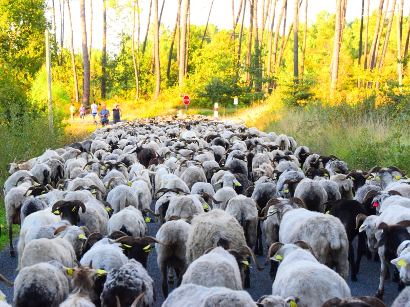 La route de la transhumance passe par Lartigue  Lartigue