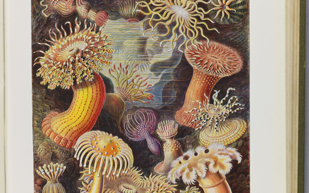 L&rsquo;appel des profondeurs. Une aventure sous les mers de l&rsquo;Antiquité à nos jours Musée National de la Marine / Palais de Chaillot Paris