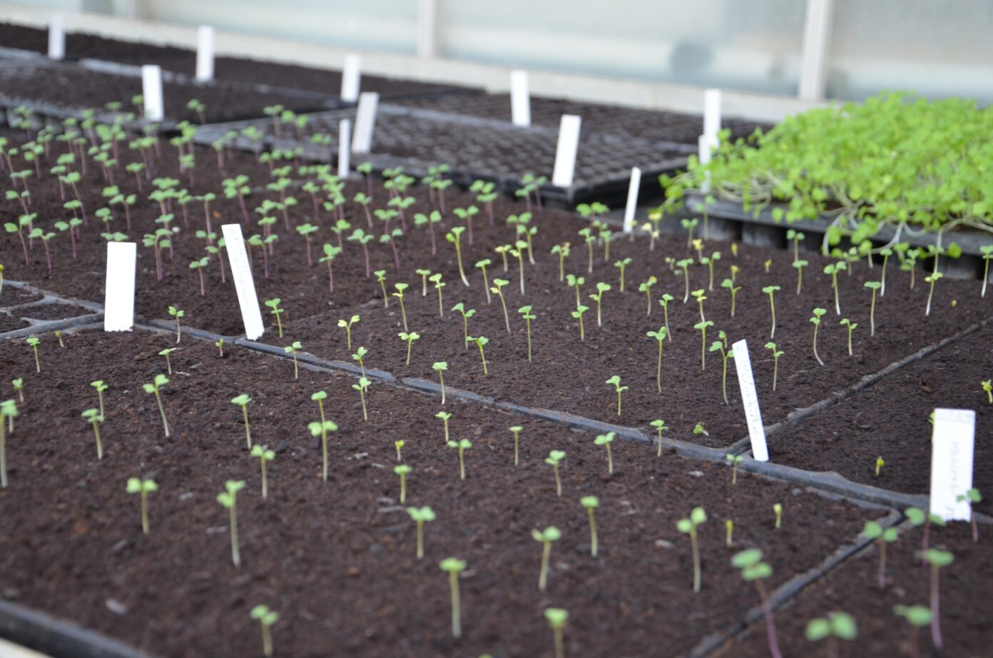 L’atelier du jardin Arès