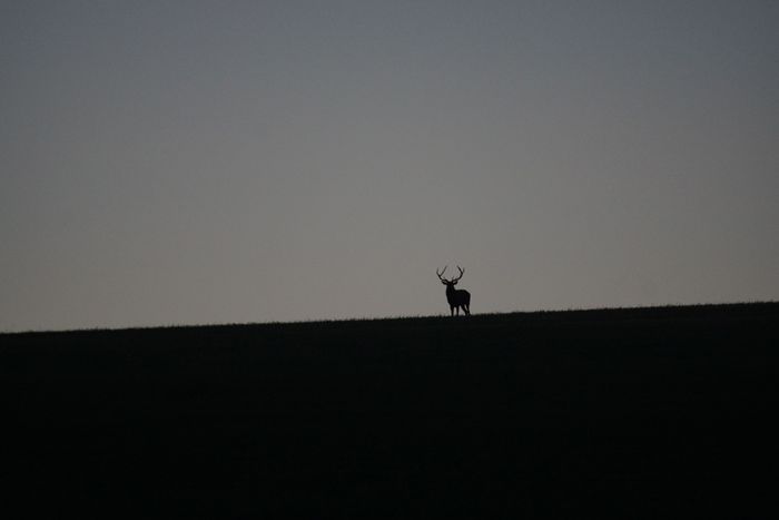 Le brame du cerf, en vrai., D966, 55500 Givrauval, France, Givrauval