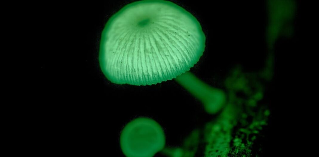 Le monde des champignons terre et mystères ! Mesnil-Saint-Père