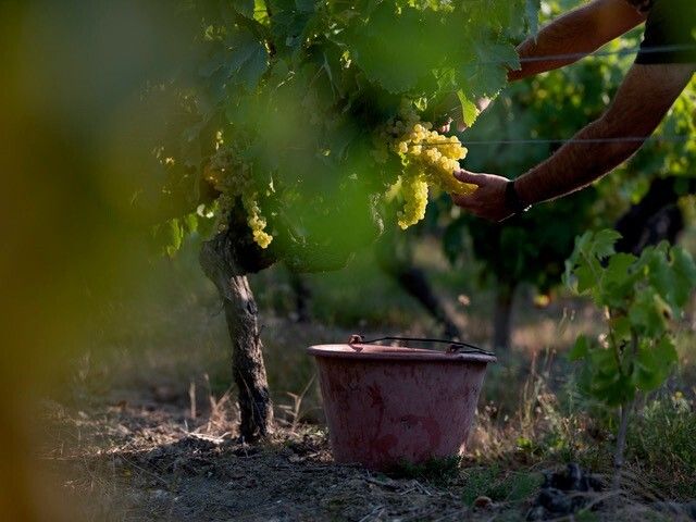 Le Patrimoine Culturel Immatériel du Sud Charente : la transmission et la sauvegarde du patrimoine gastronomique, Château de Barbezieux, Barbezieux-Saint-Hilaire
