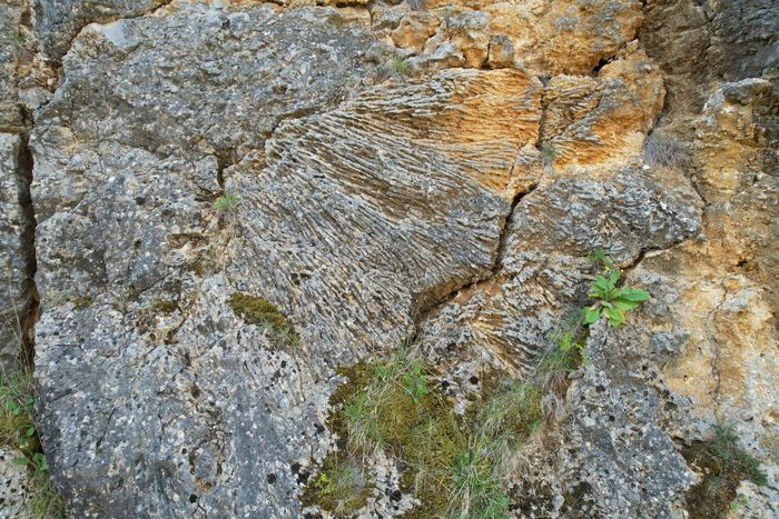 « Le patrimoine en danger » de la Réserve Naturelle Nationale du Bois du Parc, Réserve naturelle nationale du Bois du Parc – Parking des Quatre Pieux, Mailly-le-Château
