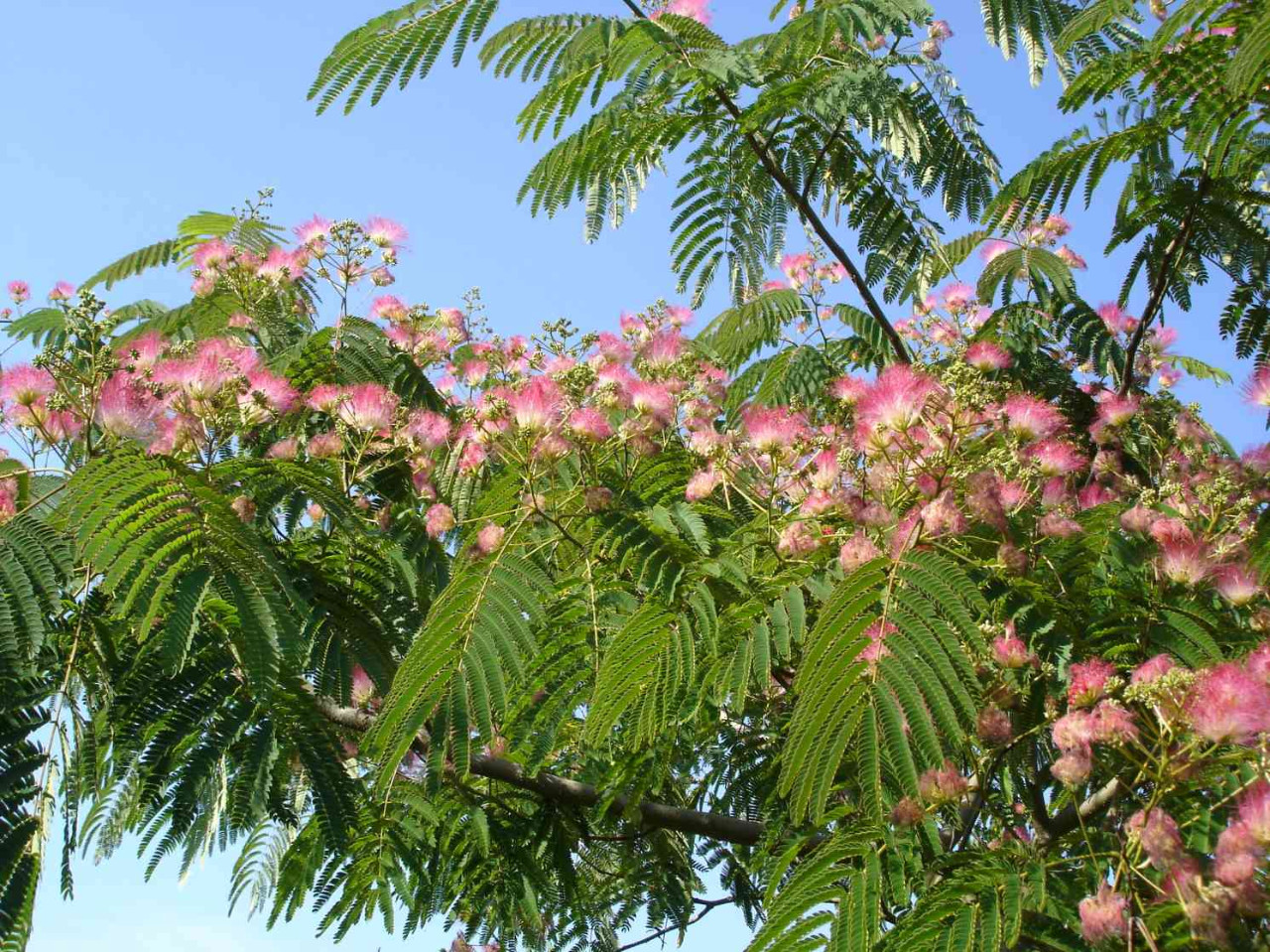 Les arbres d’ornement pour les petits jardins Arboretum de la Petite Loiterie Monthodon 2027-05-29