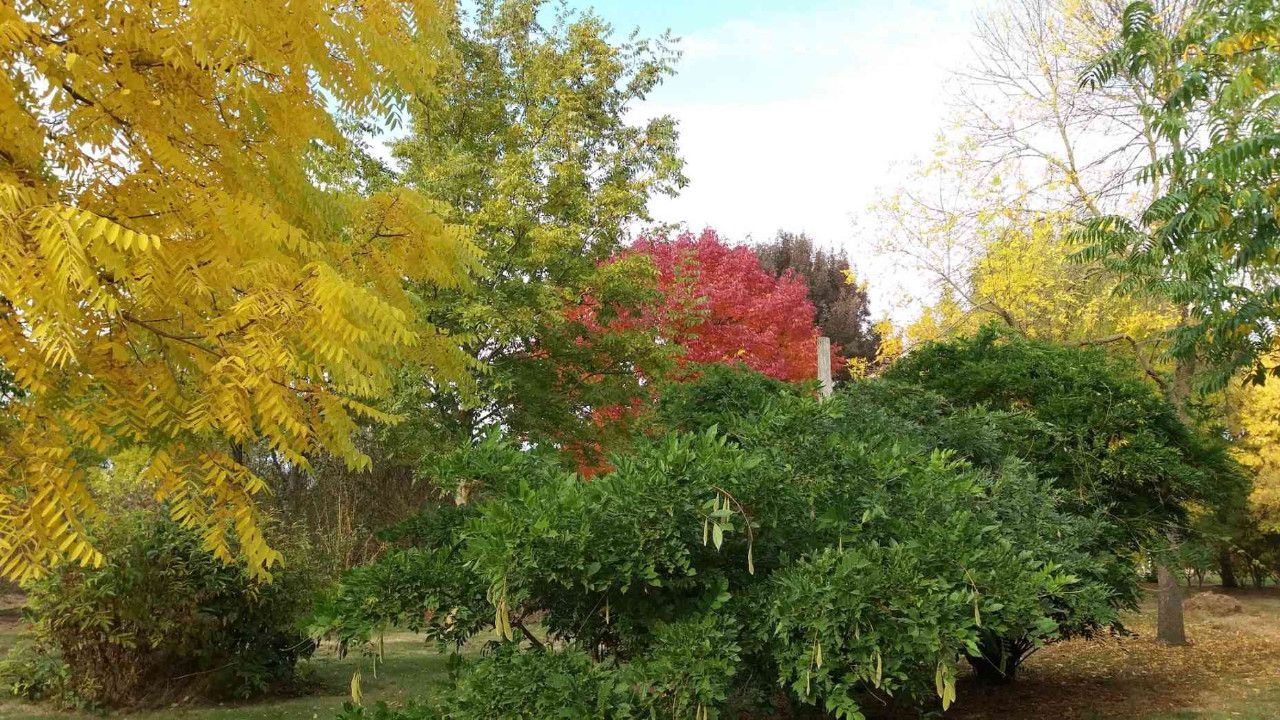 Les arbres et arbustes à belle coloration automnale Arboretum de la Petite Loiterie Monthodon 2026-10-31