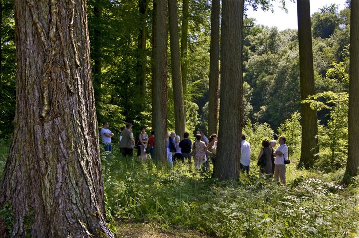 Les Arbres Fabuleux : promenade découverte dans le parc du Prieuré, Château et parc de Cons-la-Grandville, Cons-la-Grandville