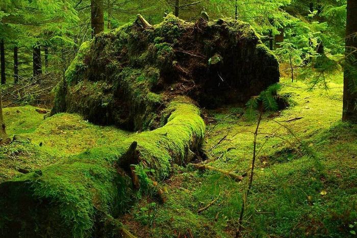 Les arbres remarquables des Alpes-Maritimes – Conférence par Vincent Kulesza, naturaliste, Médiathèque Charles Nègre, Grasse