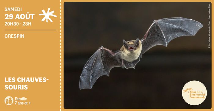 Les chauves-souris, crespin, Crespin