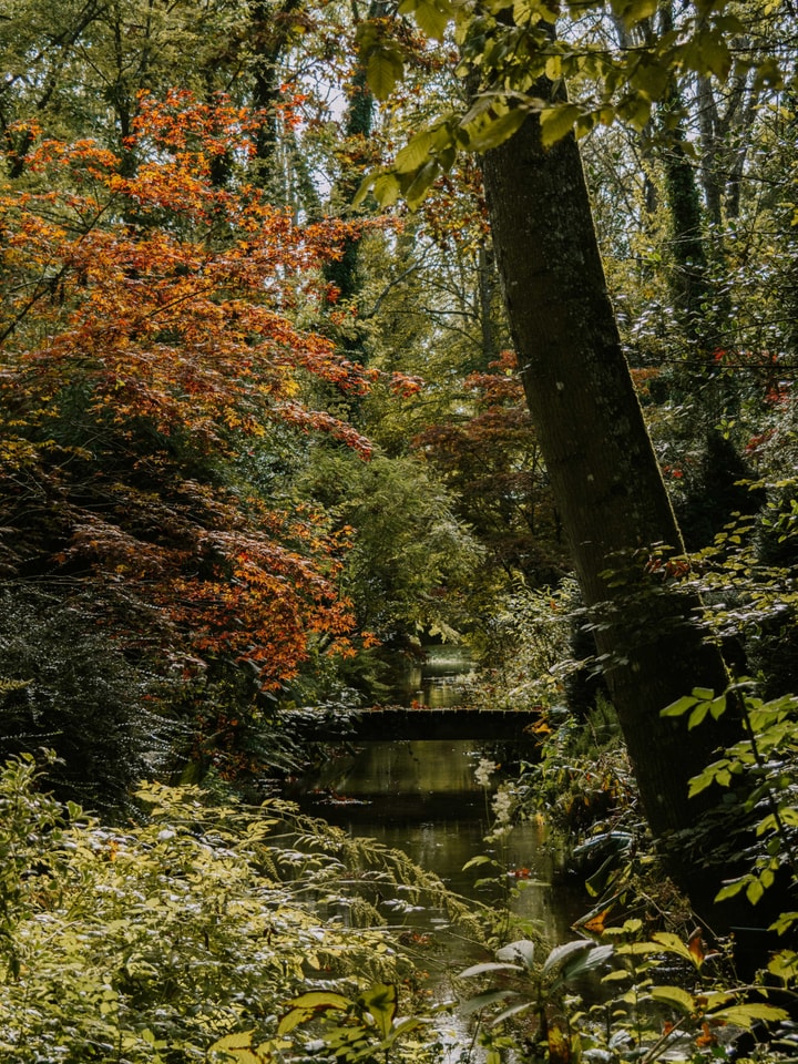 Les coloris d’automne à l’Arboretum d’Ilex Meung-sur-Loire