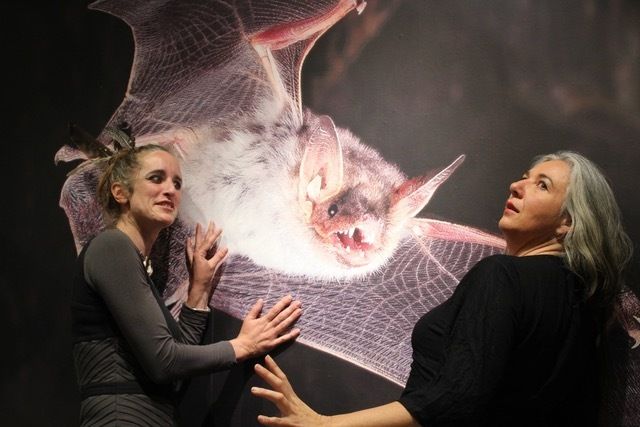 Les demoiselles de la nuit chez la cie Ocus Saint-Germain-sur-Ille