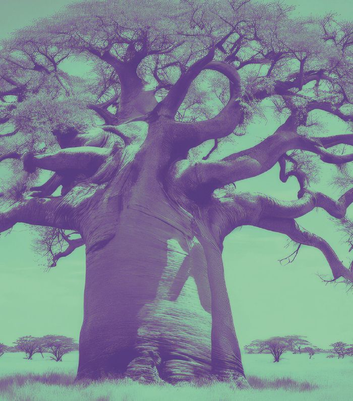 Les Nouvelles Fables du Baobab, Salle communale de Confignon, Genève