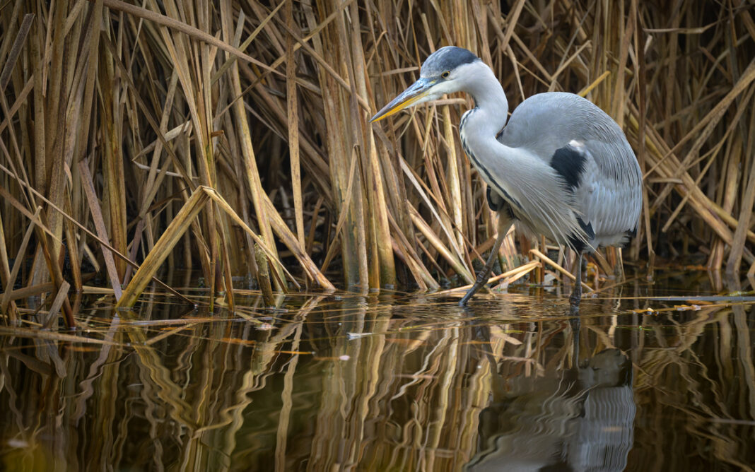 Les oiseaux du lac de Saint Mandé Maison Paris Nature Paris