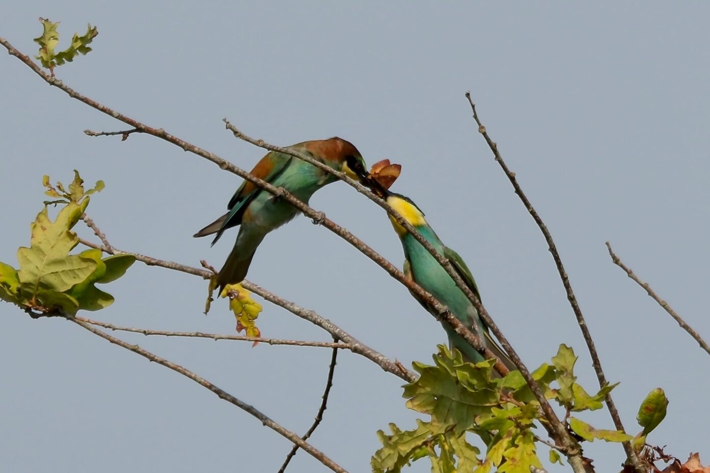 Les oiseaux du lac d’Hossegor Soorts-Hossegor