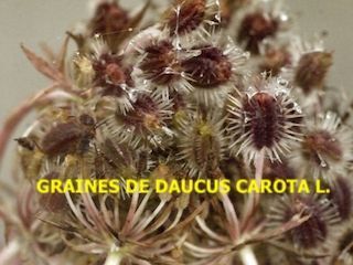 Les ombellifères et autres curiosités florales d’automne, bois d’Haumont, Haumont-près-Samogneux