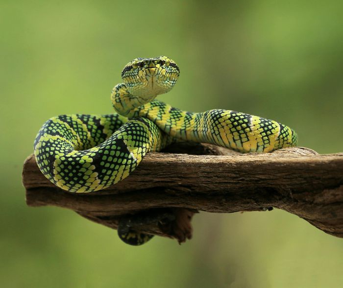 Les Serpents Ferme du Héron Villeneuve-d'Ascq