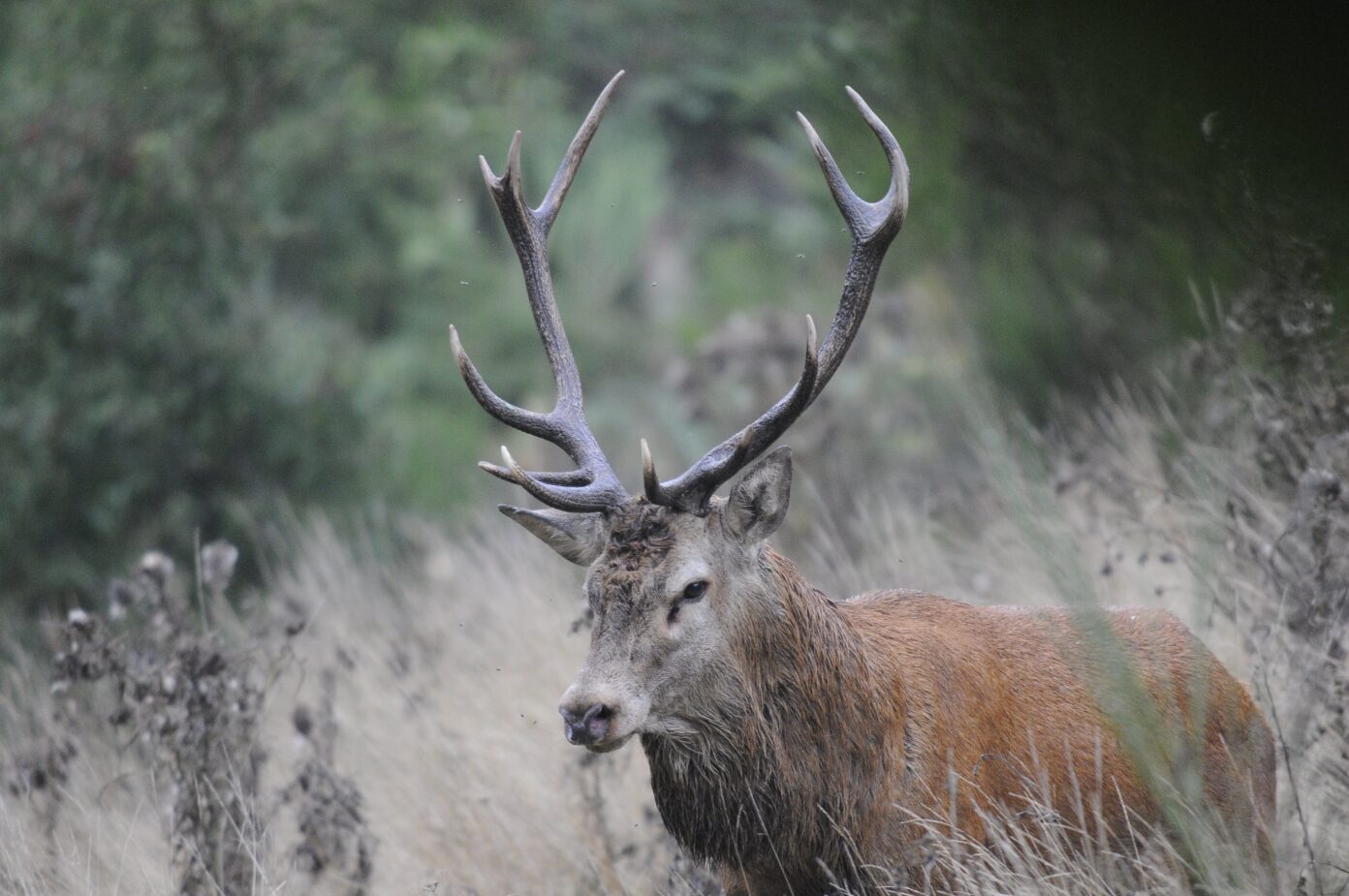 LES SORTIES NATURE ECOUTER LE BRAME DU CERF Sainte-Eulalie