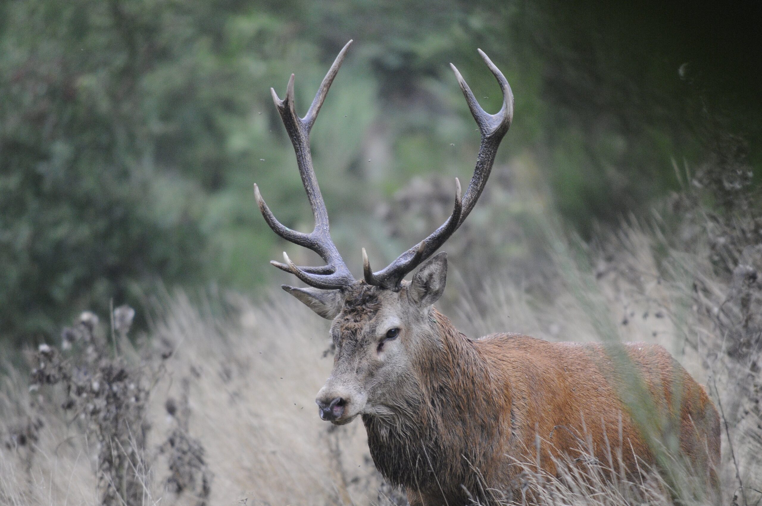 LES SORTIES NATURE ECOUTER LE BRAME DU CERF Sainte-Eulalie 2026-09-16
