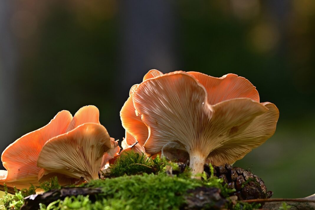 LES SORTIES NATURE SURPRENANTS CHAMPIGNONS  Sainte-Eulalie