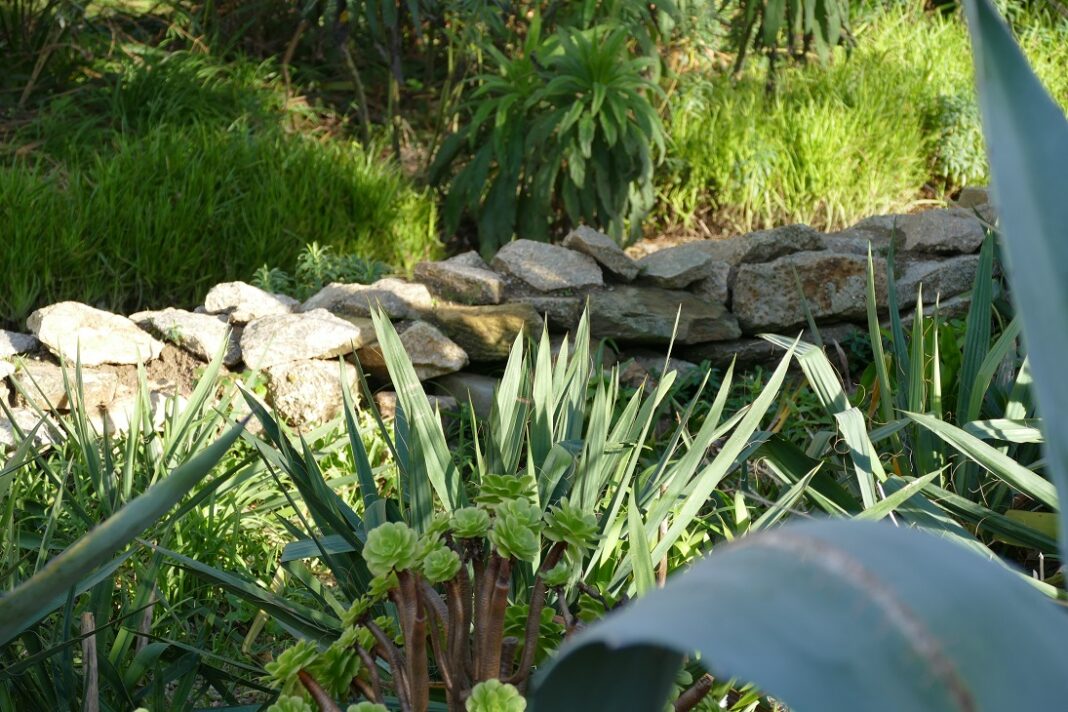 L’intérêt des murets en pierres sèches au jardin Saint-Vaast-la-Hougue