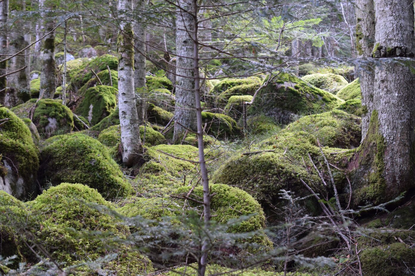 Lulu la coussacoise Bain de forêt et immersion olfactive Coussac-Bonneval
