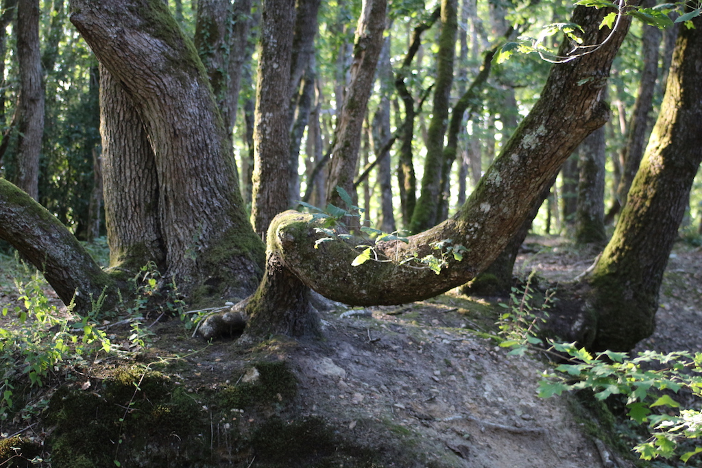 Matinée chant-nature Luynes