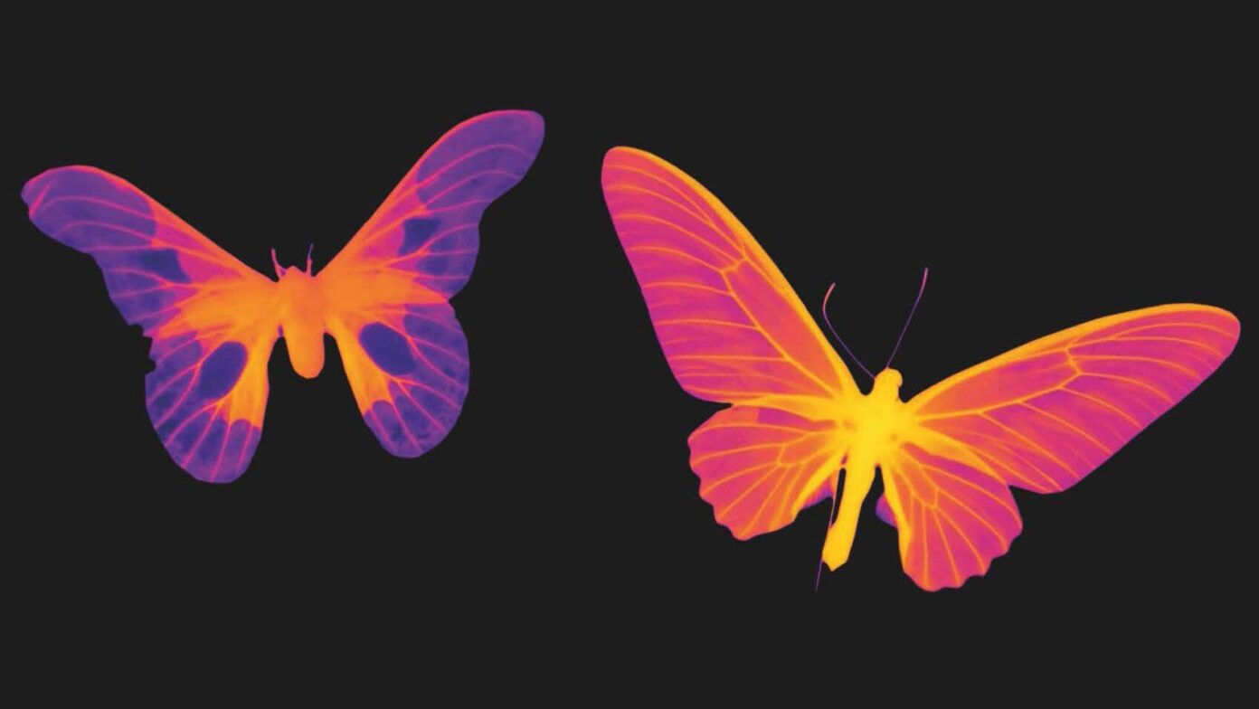 Micro-Conférence Amazonia, le mystère des couleurs du tapirage à la fluorescence Espace culturel du Pays de Nay Nay