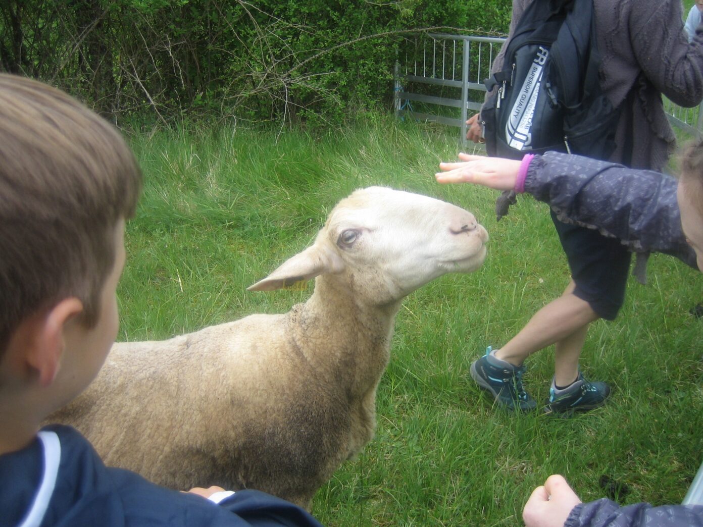 Mouton Challenge au Marais de Bonnefont RNR marais de Bonnefont Mayrinhac-Lentour